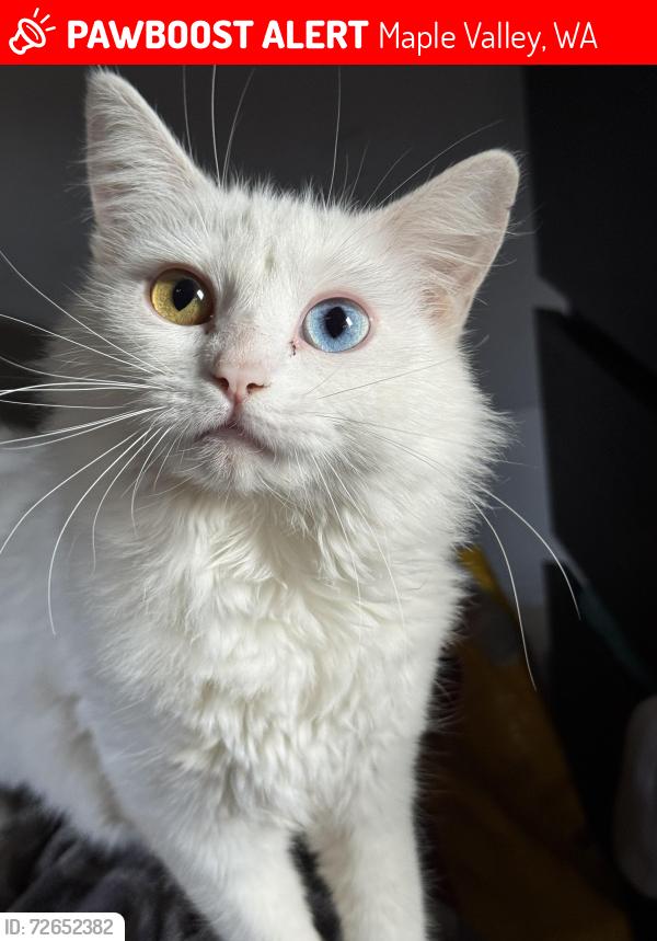 Lost Female Cat last seen 240th and 202nd in maple valley, Maple Valley, WA 98038
