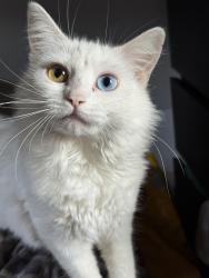 Lost Female Cat last seen 240th and 202nd in maple valley, Maple Valley, WA 98038