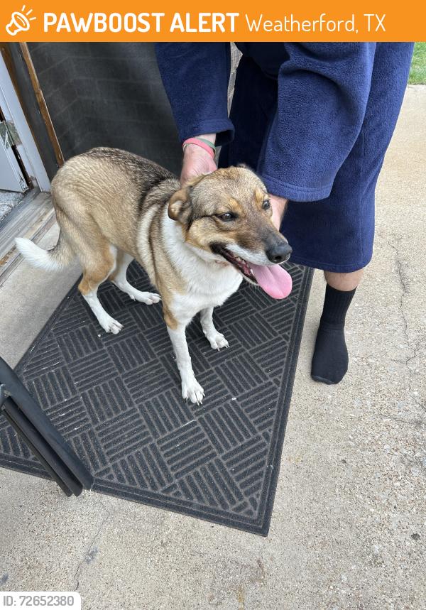 Found/Stray Female Dog last seen Briar haven , Weatherford, TX 76086