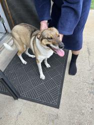 Found/Stray Female Dog last seen Briar haven , Weatherford, TX 76086