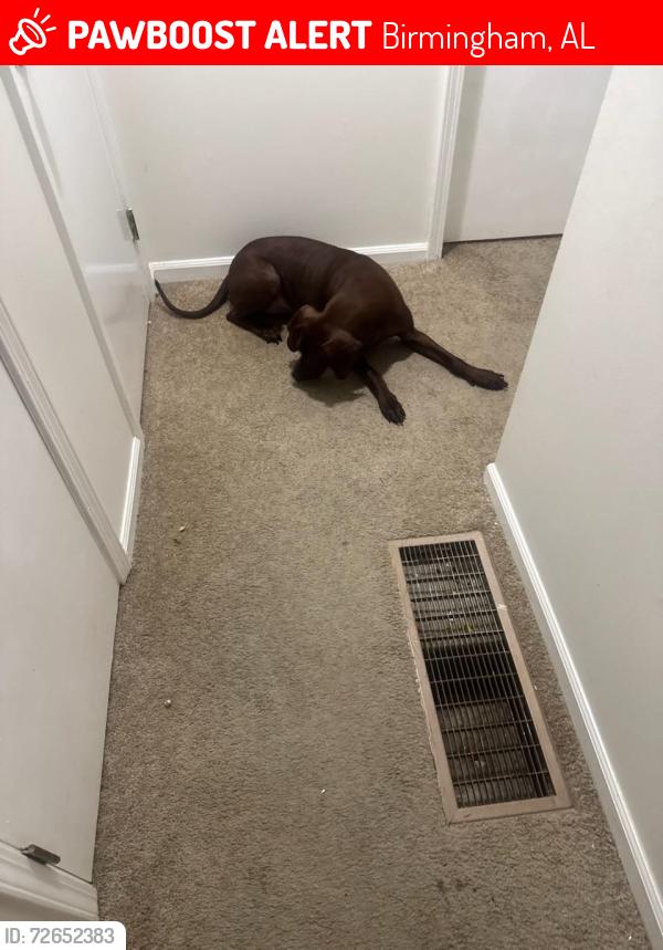 Lost Female Dog last seen Caldwell Mill and Valleydale, Birmingham, AL 35244