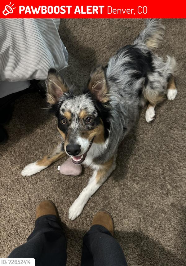 Lost Male Dog last seen south Yates st , Denver, CO 80219