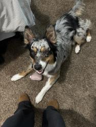Lost Male Dog last seen south Yates st , Denver, CO 80219