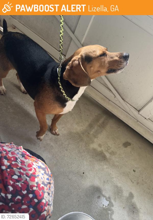Found/Stray Male Dog last seen Island View & NLizella Dr., Lizella, GA 31052