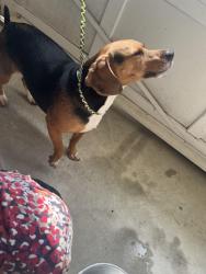 Found/Stray Male Dog last seen Island View & NLizella Dr., Lizella, GA 31052