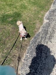 Lost Female Dog last seen Last seen by harbor pointe apmts in brown deer 75TH street, Brown Deer, WI 53223