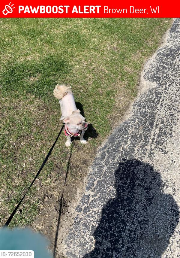 Lost Female Dog last seen Last seen by harbor pointe apmts in brown deer 75TH street, Brown Deer, WI 53223