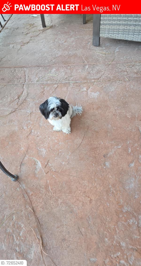 Lost Female Dog last seen Christy ln  and Monroe , Las Vegas, NV 89110