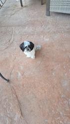 Lost Female Dog last seen Christy ln  and Monroe , Las Vegas, NV 89110