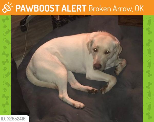Found/Stray Female Dog last seen Warren theatre area, Broken Arrow, OK 74011