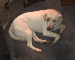 Found/Stray Female Dog last seen Warren theatre area, Broken Arrow, OK 74011