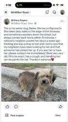 Lost Female Dog last seen Pine Circle, Hilton St, McMillian Rd , West Monroe, LA 71291