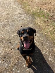 Lost Male Dog last seen Near Johnston Hwy. Newton Grove, NC 28366, Newton Grove, NC 28366