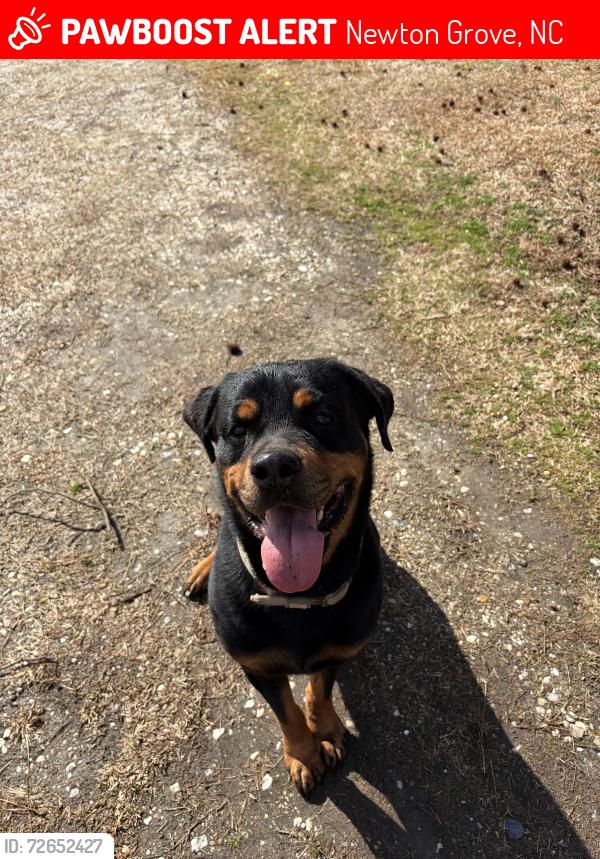 Lost Male Dog last seen Near Johnston Hwy. Newton Grove, NC 28366, Newton Grove, NC 28366