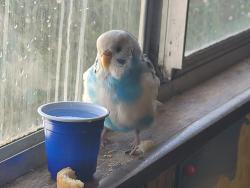 Found/Stray Unknown Bird last seen 19th Ave durango, Phoenix, AZ 85009