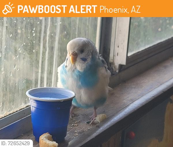 Found/Stray Unknown Bird last seen 19th Ave durango, Phoenix, AZ 85009