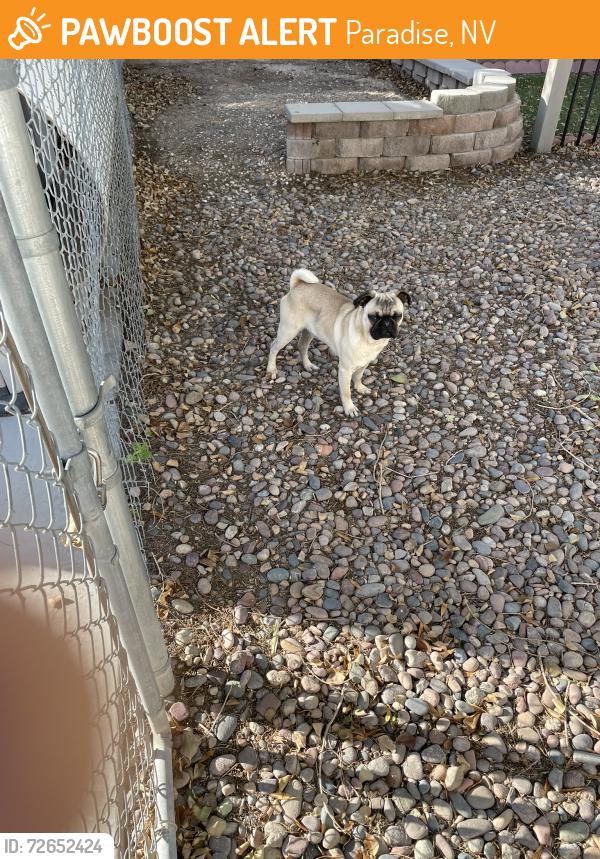 Found/Stray Male Dog last seen Indios Ave between Mt. Vista and Boulder Hwy. In front of 