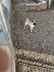 Found/Stray Male Dog last seen Indios Ave between Mt. Vista and Boulder Hwy. In front of 