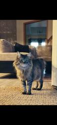 Lost Female Cat last seen Between Bridgeport and 67th, a few streets across from Agility Health and Rehabilitation center, Tacoma, WA 98467