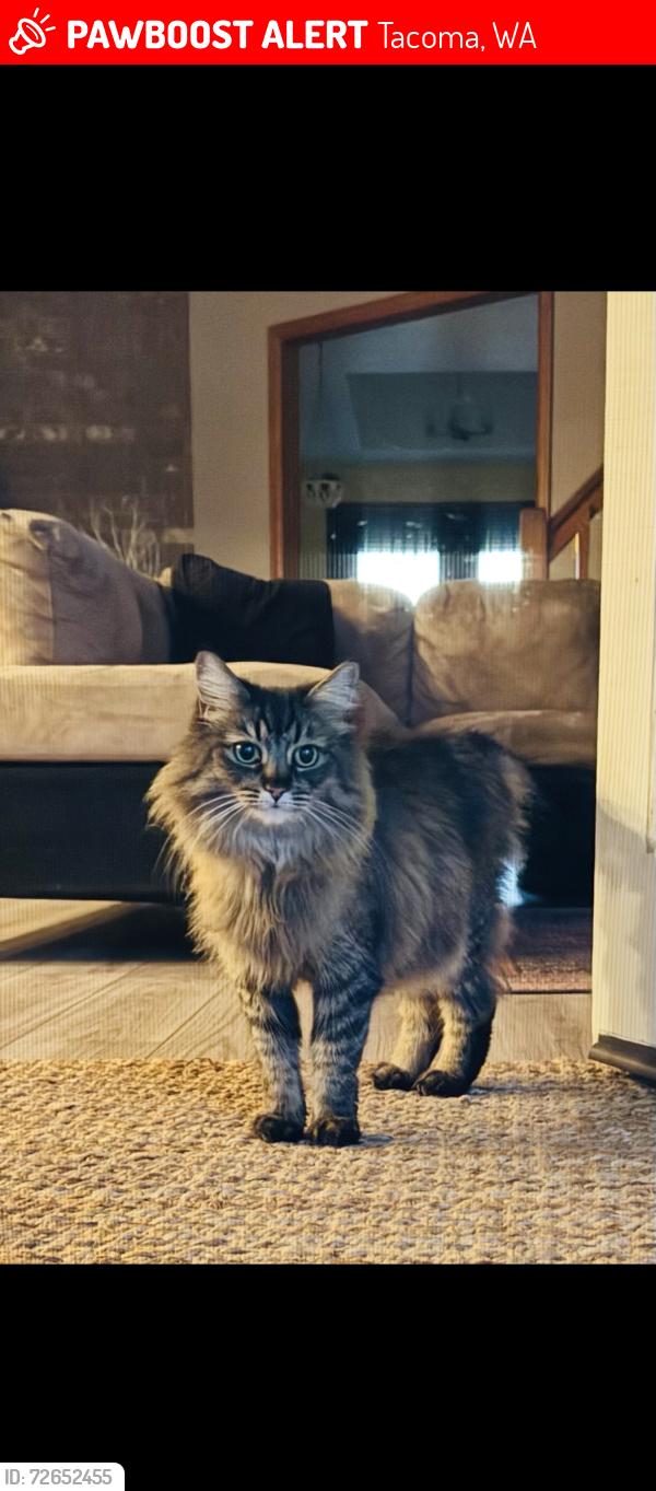 Lost Female Cat last seen Between Bridgeport and 67th, a few streets across from Agility Health and Rehabilitation center, Tacoma, WA 98467