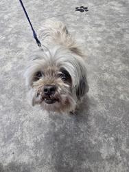 Found/Stray Female Dog last seen 25th street west/ highland and Rancho vista, Palmdale, CA 93551