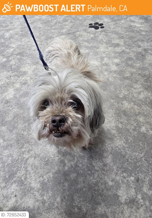 Found/Stray Female Dog last seen 25th street west/ highland and Rancho vista, Palmdale, CA 93551