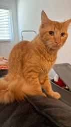 Found/Stray Male Cat last seen Rosharon, Rosharon, TX 77583