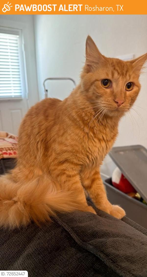 Found/Stray Male Cat last seen Rosharon, Rosharon, TX 77583