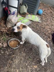 Found/Stray Male Dog last seen Hattie B’s and cooper street , Memphis, TN 38104