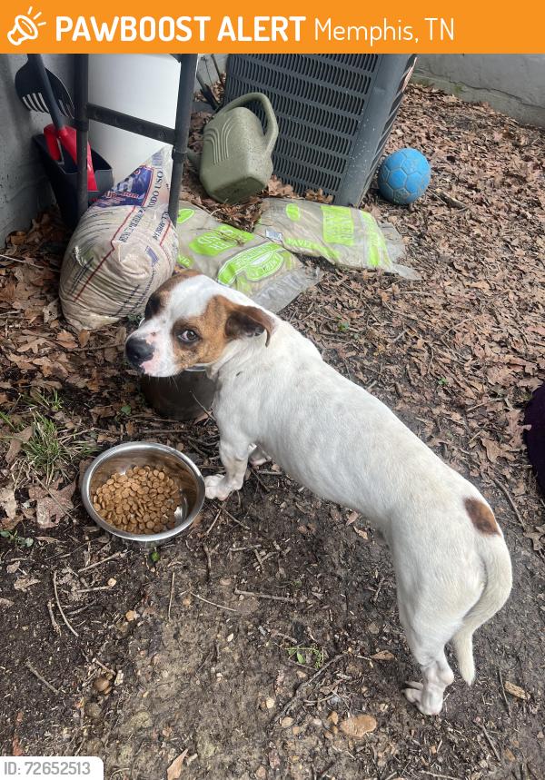 Found/Stray Male Dog last seen Hattie B’s and cooper street , Memphis, TN 38104