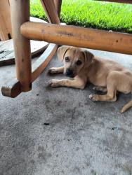 Found/Stray Female Dog last seen I-10 , Jacksonville, FL 32205