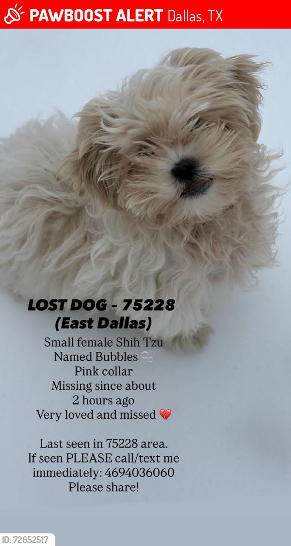 Lost Female Dog last seen Gross Rd, Dallas, TX 75228