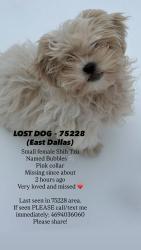 Lost Female Dog last seen Gross Rd, Dallas, TX 75228