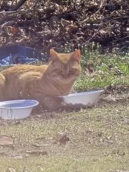 Found/Stray Unknown Cat last seen Hermitage and manakin rd., Manakin-Sabot, VA 23103