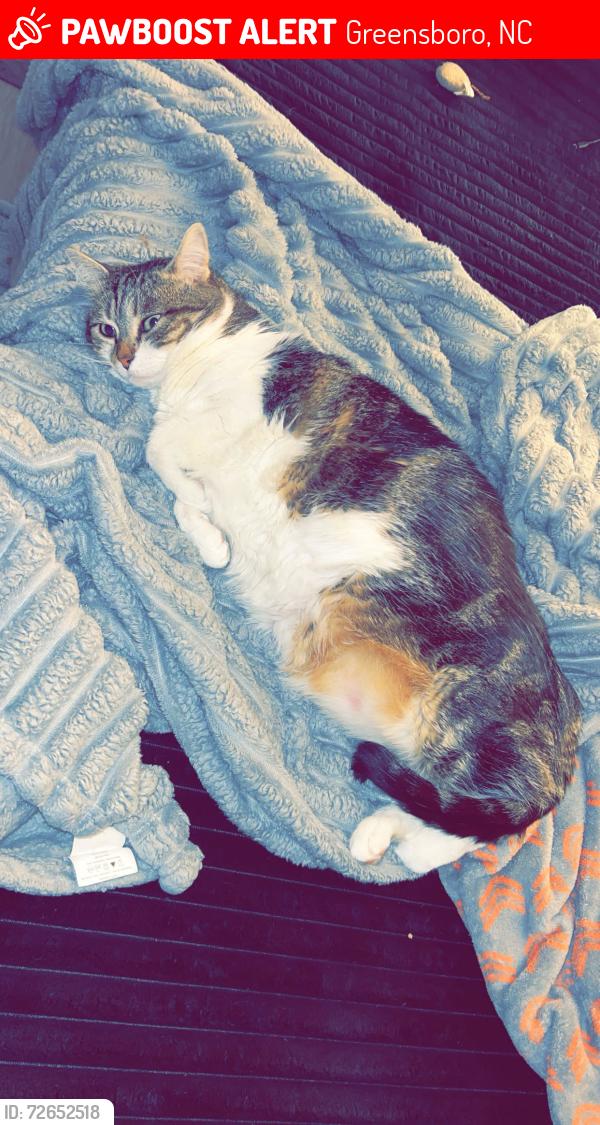 Lost Female Cat last seen Old battleground ave, Greensboro, NC 27410