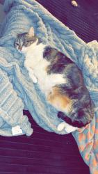 Lost Female Cat last seen Old battleground ave, Greensboro, NC 27410