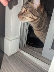 Found/Stray Unknown Cat last seen Capitol Hill, Salt Lake City, UT 84103