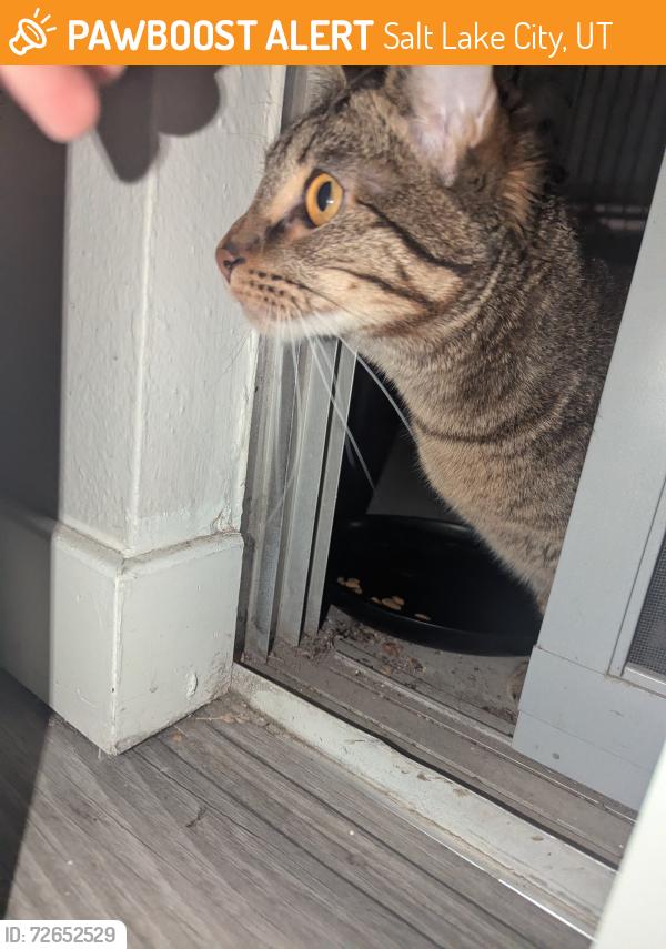 Found/Stray Unknown Cat last seen Capitol Hill, Salt Lake City, UT 84103