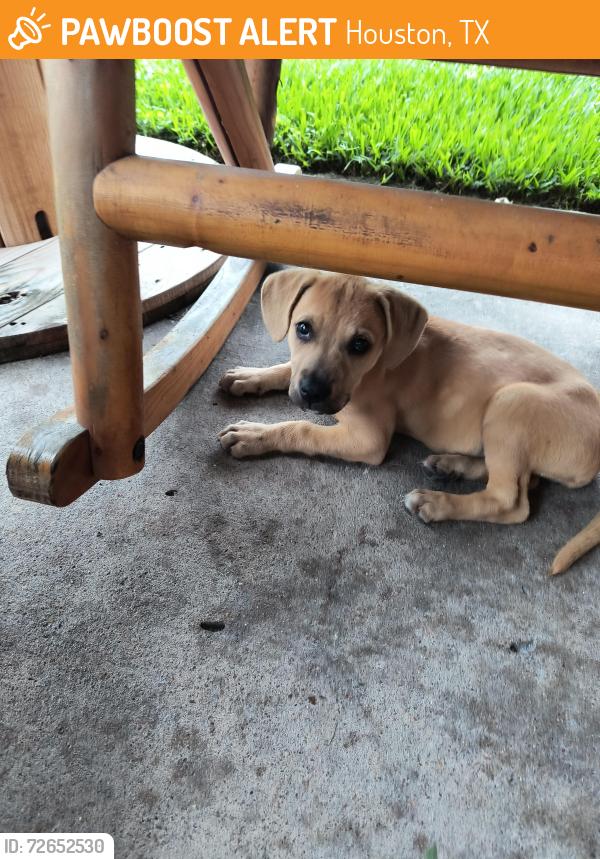 Found/Stray Female Dog last seen I-10 , Houston, TX 77013
