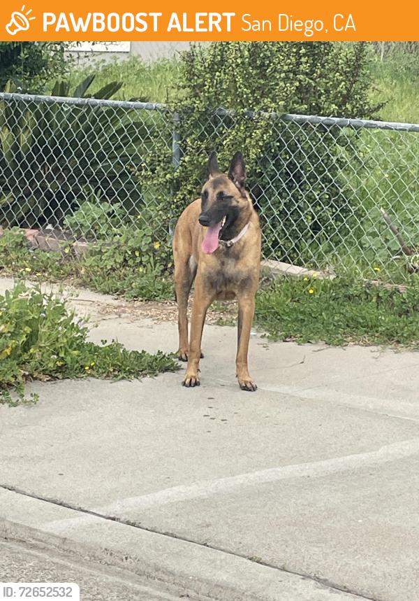 Found/Stray Unknown Dog last seen Meadowbrook and San Vicente, San Diego, CA 92114