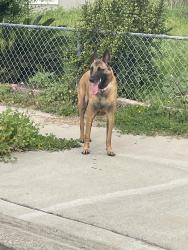 Found/Stray Unknown Dog last seen Meadowbrook and San Vicente, San Diego, CA 92114