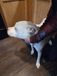 Found/Stray Female Dog last seen Raymond and Franklin rd, Indianapolis, IN 46203