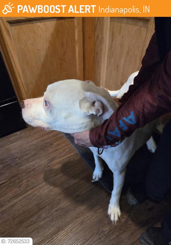 Found/Stray Female Dog last seen Raymond and Franklin rd, Indianapolis, IN 46203