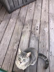 Found/Stray Male Cat last seen Branders Bridge Rd, Chester, VA 23831