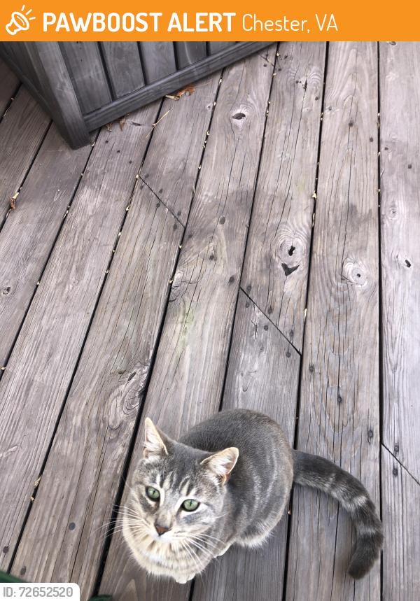 Found/Stray Male Cat last seen Branders Bridge Rd, Chester, VA 23831