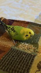 Found/Stray Female Bird last seen Bayside lakes, Palm Bay, FL 32909