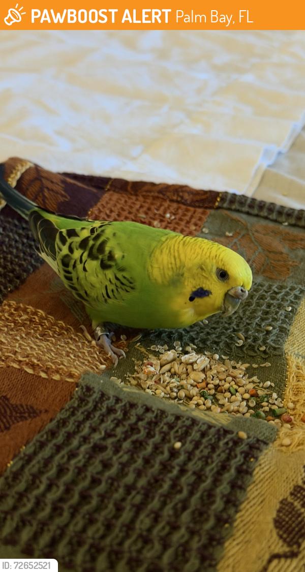 Found/Stray Female Bird last seen Bayside lakes, Palm Bay, FL 32909