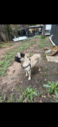 Found/Stray Male Dog last seen SW 29th and Linn, Oklahoma City, OK 73119