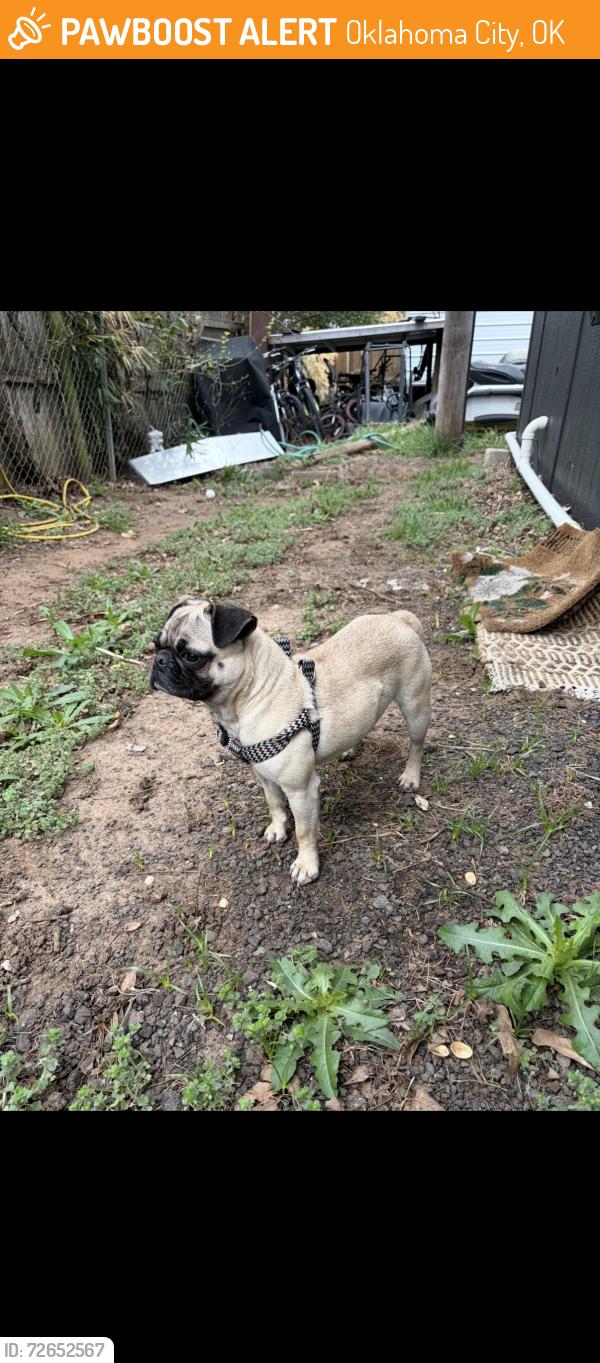 Found/Stray Male Dog last seen SW 29th and Linn, Oklahoma City, OK 73119