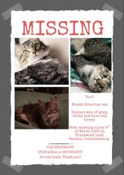 Lost Male Cat last seen Near on high,high road,Brentwood park,Benoni, Johannesburg , Benoni, GP 